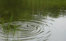 夏天水库涨水如何钓鱼