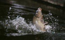 阿胶小枣饵料野生水域钓大鱼首选