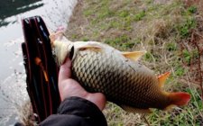 河里钓鲤鱼饵料配方