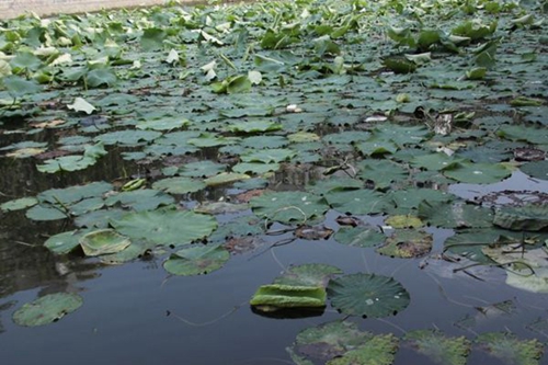 在这五种植物边上台钓鲫鱼的技巧_WWW.YUJUCEPING.COM