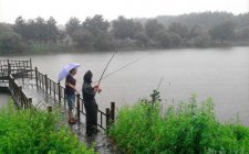 下雨前怎么钓鱼黄颡鱼技巧