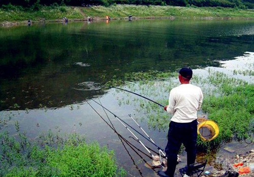 夏天钓鲫鱼注意好这几点不会空军_WWW.YUJUCEPING.COM