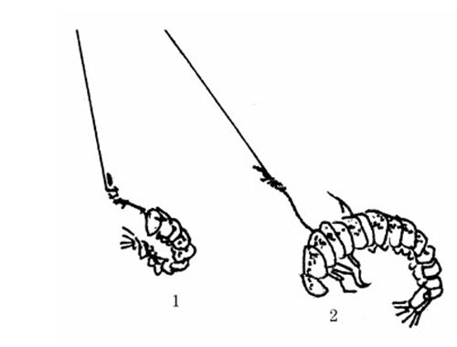 钓鱼技法“两钩夹活饵”钓法_WWW.YUJUCEPING.COM