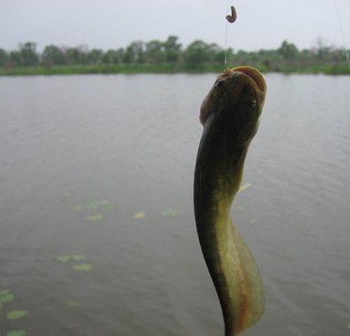 野钓鲶鱼的特效钓饵_WWW.YUJUCEPING.COM