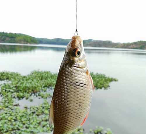 夏天水库台钓鲮鱼技巧_WWW.YUJUCEPING.COM