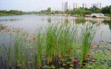 夏天水草台钓鲫鱼技巧