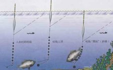 新手台钓调漂找底技巧